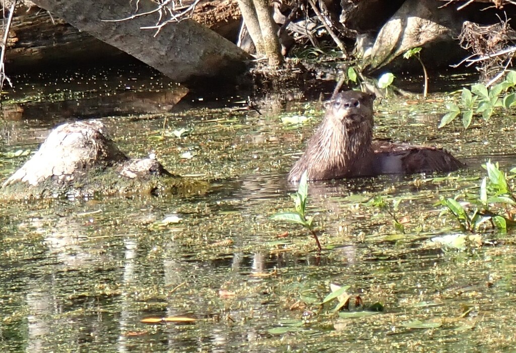 Southeastern River Otter