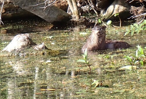 Southeastern River Otter