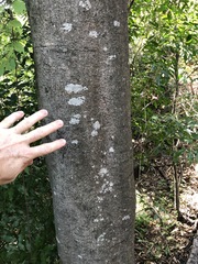 Toechima tenax