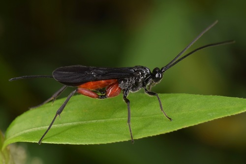 Alabagrus texanus photo 2