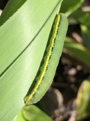 Catopsilia gorgophone