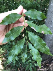 Toechima tenax