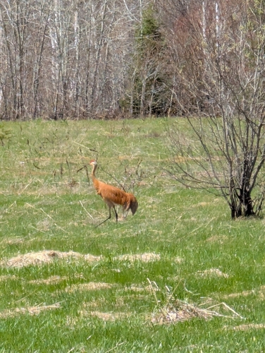 Sandhill Crane