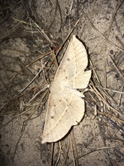 Phallaria ophiusaria