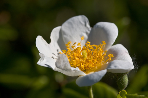Immergrüne Rose