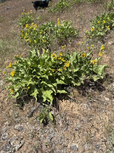 Balsamorhiza deltoidea, photograph 5