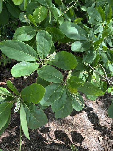 Terminalia muelleri, photograph 6