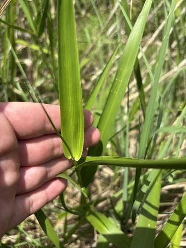 Panicum hemitomon