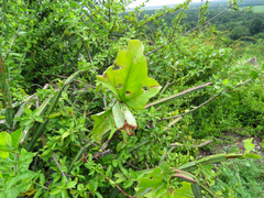 Cissus quadrangularis
