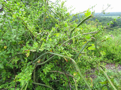 Cissus quadrangularis