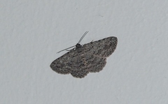 Psilosticha absorpta