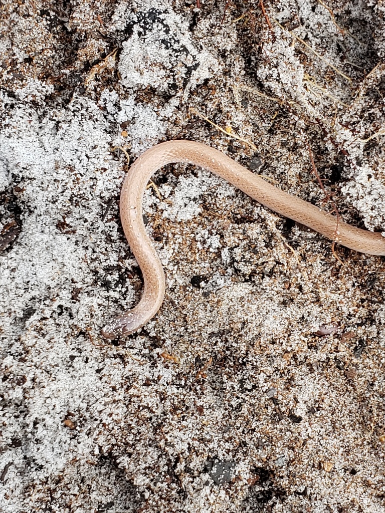 Central Florida Crowned Snake