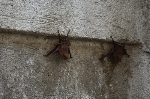 Gray Sac-winged Bat (Balantiopteryx plicata)