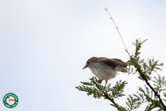 Cisticola chiniana