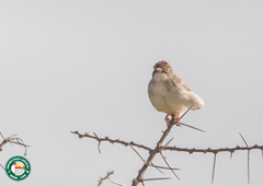 Cisticola chiniana