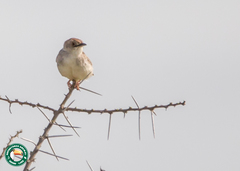Cisticola chiniana