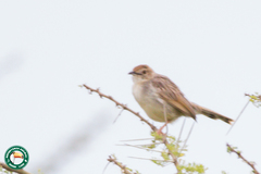 Cisticola chiniana