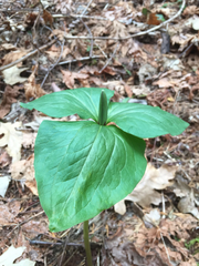 Trillium angustipetalum