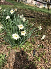 Narcissus poeticus
