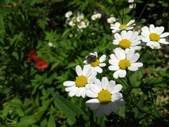 Diptera