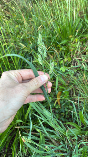 Dactylis glomerata observed 2026-05-22