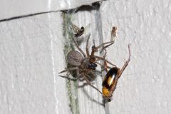 Phyllotocus bimaculatus