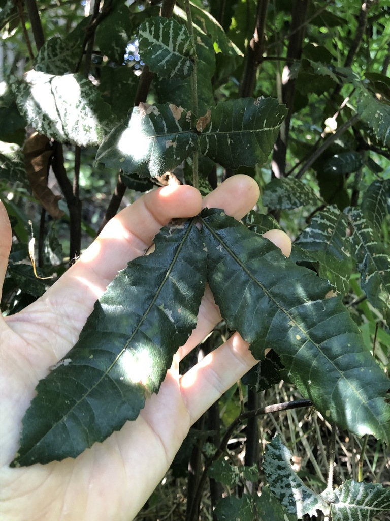 Alectryon tomentosus - council-listed tree