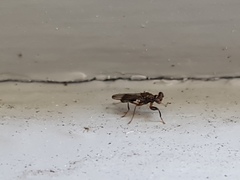 Sphyracephala brevicornis