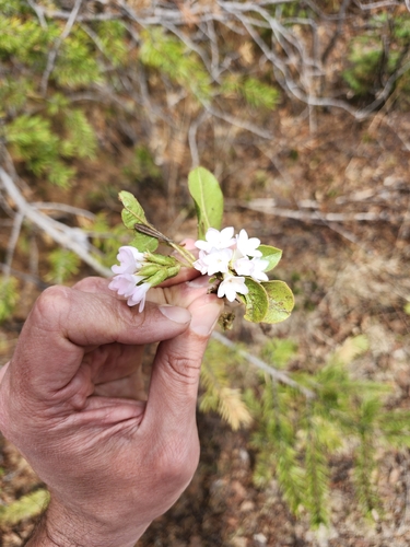 trailing arbutus