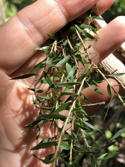 Melaleuca styphelioides