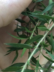 Melaleuca styphelioides