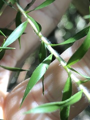 Melaleuca styphelioides