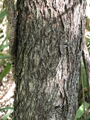 Melaleuca styphelioides