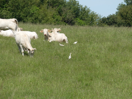 Western Cattle-Egret