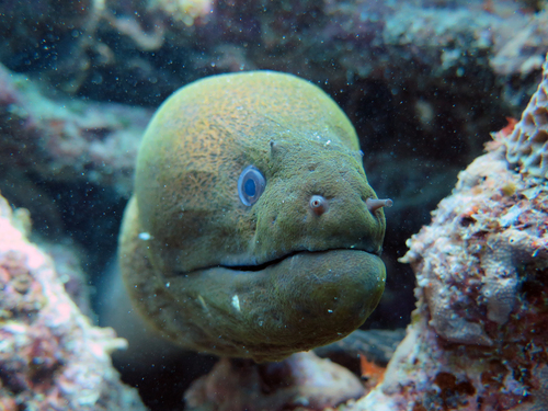 Giant moray (Gymnothorax javanicus) — Muraenidae — 4
