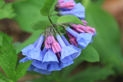 Mertensia virginica