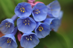 Mertensia virginica