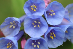 Mertensia virginica