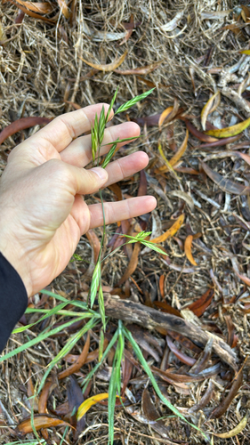 Bromus catharticus observed 2026-05-22