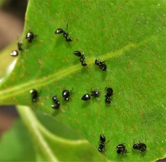 Crematogaster liengmei