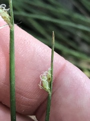Fimbristylis ferruginea