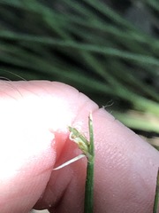 Fimbristylis ferruginea