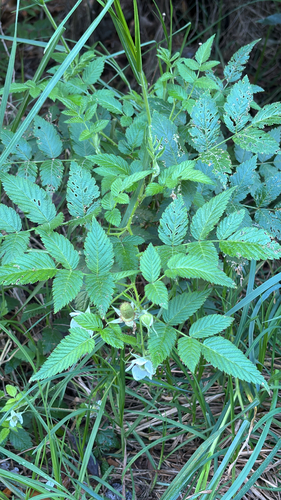 Rubus rosifolius observed 2026-05-22