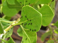 Crematogaster liengmei