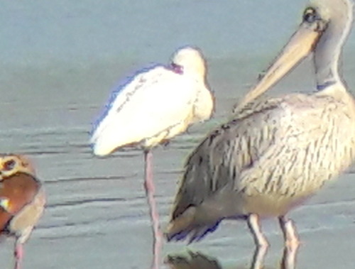 iNaturalist: (c) Gigi Laidler, some rights reserved (CC BY-NC), uploaded by Gigi Laidler iNaturalist image