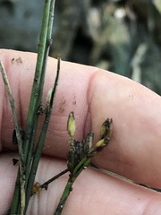 Fimbristylis ferruginea