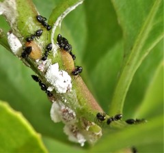 Crematogaster liengmei