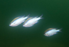 Chromis nitida