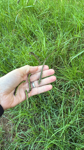 Paspalum dilatatum observed 2026-05-22