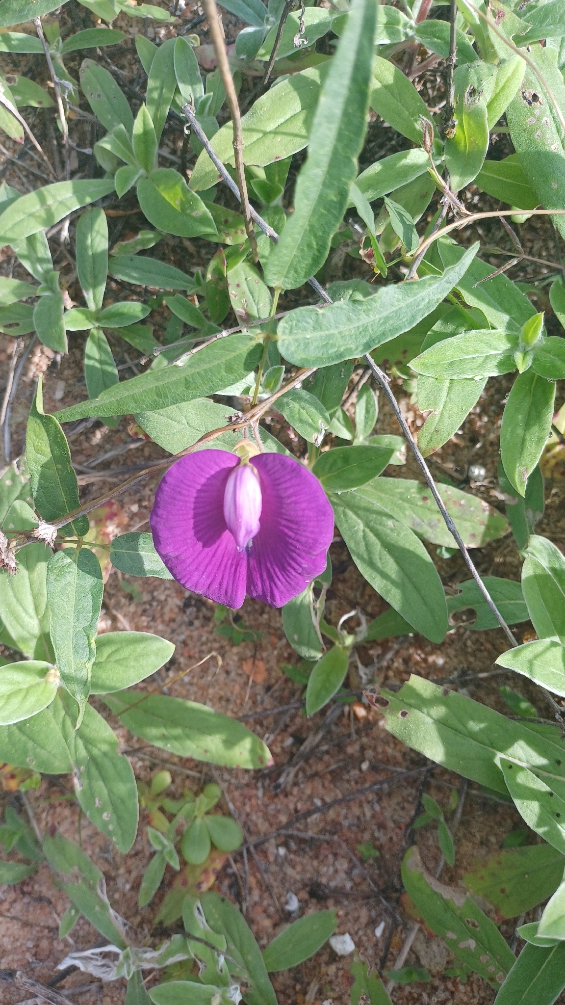 Centrosema brasilianum